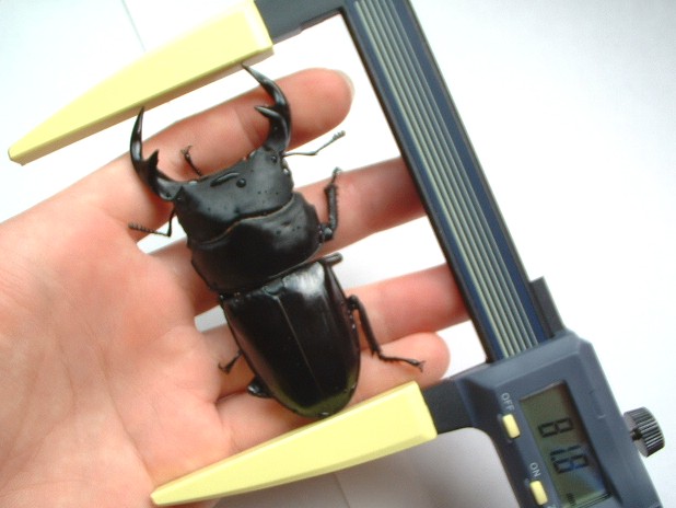 クワガタにミツトヨ製デジタルノギスを当てたところ