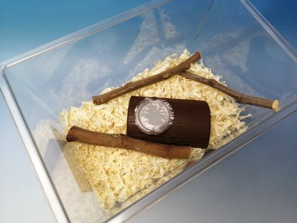 起き上がり棒にカブトムシがしがみついています。
