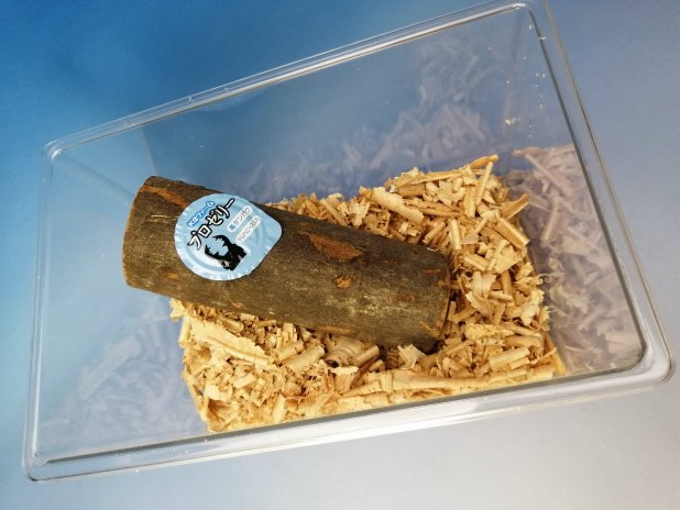 止まり木 (エサ穴付き)にカブトムシがしがみついています。